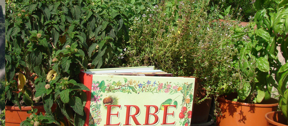 erbe aromatiche e officinali